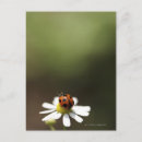 Zoek naar ladybird briefkaarten Close up