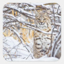Zoek naar lynx etiketten Sneeuw