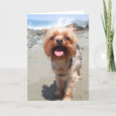 Zoek naar yorkie kaarten Hond