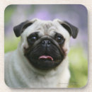 Zoek naar pug onderzetters Headshot