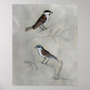 Zoek naar vogels posters Dieren