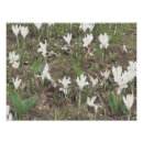 Zoek naar sneeuwklokjes posters Witte bloemen