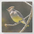 Zoek naar originele onderzetters Vogel