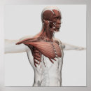 Zoek naar spieren anatomie posters Biomedische illustraties