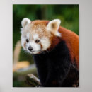 Zoek naar wildlife posters Animal