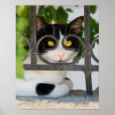 Zoek naar katten portret posters Voor haar