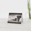 Zoek naar afrikaanse olifant kaarten Dieren