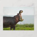 Zoek naar wildlife briefkaarten Foto