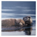 Zoek naar otter tegels Wild