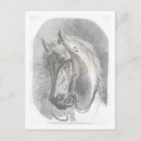 Zoek naar paard tekening briefkaarten Potlood