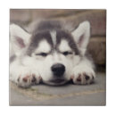 Zoek naar slap tegels Hond