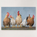 Zoek naar kippen puzzels Rooster
