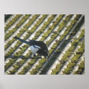 Zoek naar ekster posters Magpie