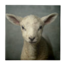 Zoek naar shot tegels Dier