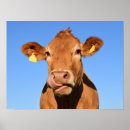 Zoek naar bruine koe posters Boerderij