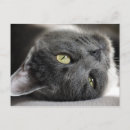 Zoek naar grijze kat briefkaarten Kitten
