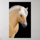 Zoek naar fjord paard posters Pony