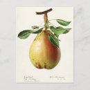Zoek naar pers briefkaarten Peren