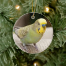 Zoek naar parakeet ornamenten Schattig