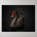 Zoek naar mooie zwaan posters Vogel