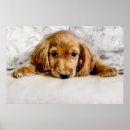 Zoek naar cocker spaniel kunst Gezelschapsdieren