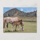 Zoek naar merrie briefkaarten Ranch
