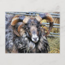 Zoek naar rammen posters Boerderijen