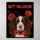 Zoek naar springers posters Spaniel