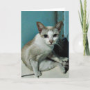 Zoek naar siamese cat kaarten Schattig