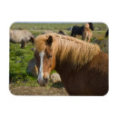 Zoek naar ijslandse paarden magneten Superstock