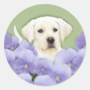 Zoek naar labrador puppy stickers Geel