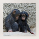 Zoek naar chimpansee puzzels Primaat