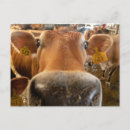 Zoek naar jersey koe posters Schattig