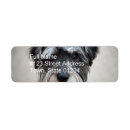 Zoek naar miniatuur schnauzer posters Canine