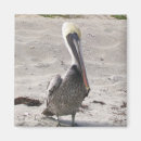 Zoek naar pelican magneten Fotografie
