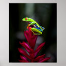 Zoek naar regenwoud posters Danita delimont