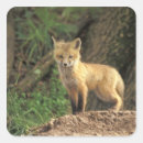 Zoek naar rode vos stickers Natuur