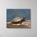 Zoek naar schildpadden kunst Dier