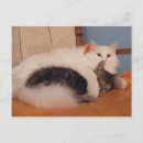 Zoek naar albi posters Kat