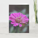 Zoek naar roze zinnia kaarten Bloemen