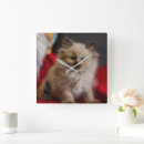 Zoek naar siamese klokken Huisdieren