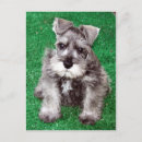 Zoek naar miniature schnauzer briefkaarten Dieren
