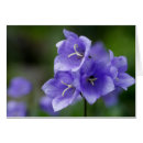 Zoek naar klokbloem kaarten Campanula