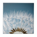 Zoek naar zaad tegels Andelion