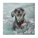 Zoek naar honden tegels Foto