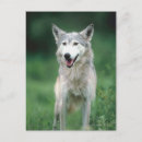 Zoek naar grijze wolf briefkaarten Natuur