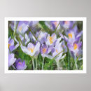Zoek naar krokus posters Paarse bloemen
