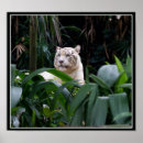 Zoek naar white tiger kunst Grote katten