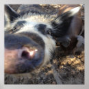 Zoek naar wild varken posters Varkens