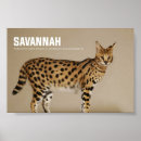 Zoek naar binnenlandse kat posters Huisdier